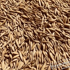 овес зерновые корма для сельхоз животных оптом от 20 тонн