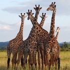 сафари из Занзибара на день Микуми, жираф, лев, слон