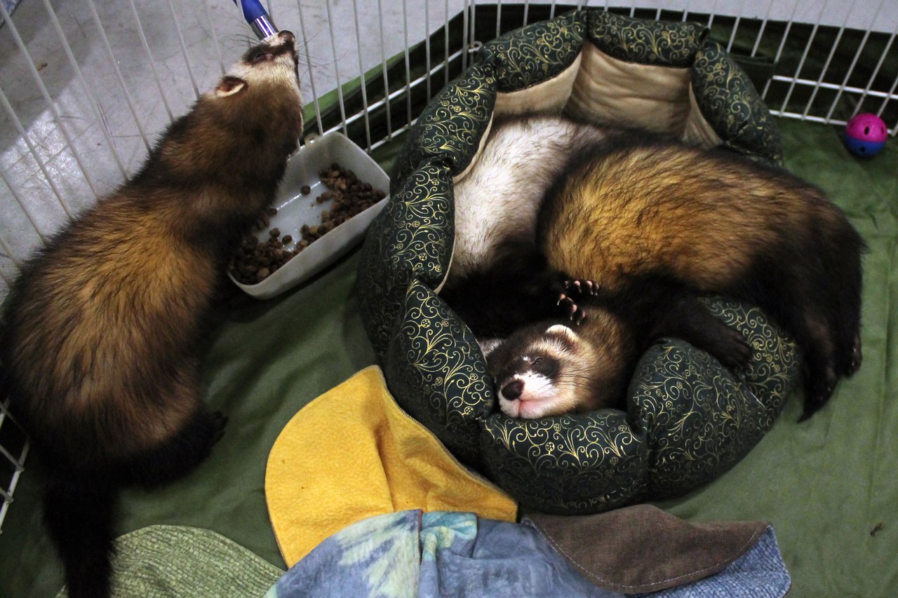 Best ferrets from Russia