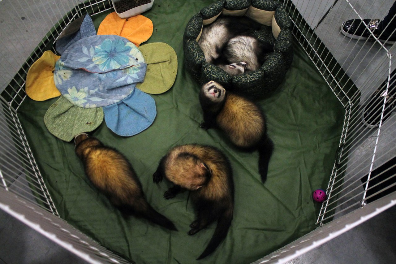 Best ferrets from Russia