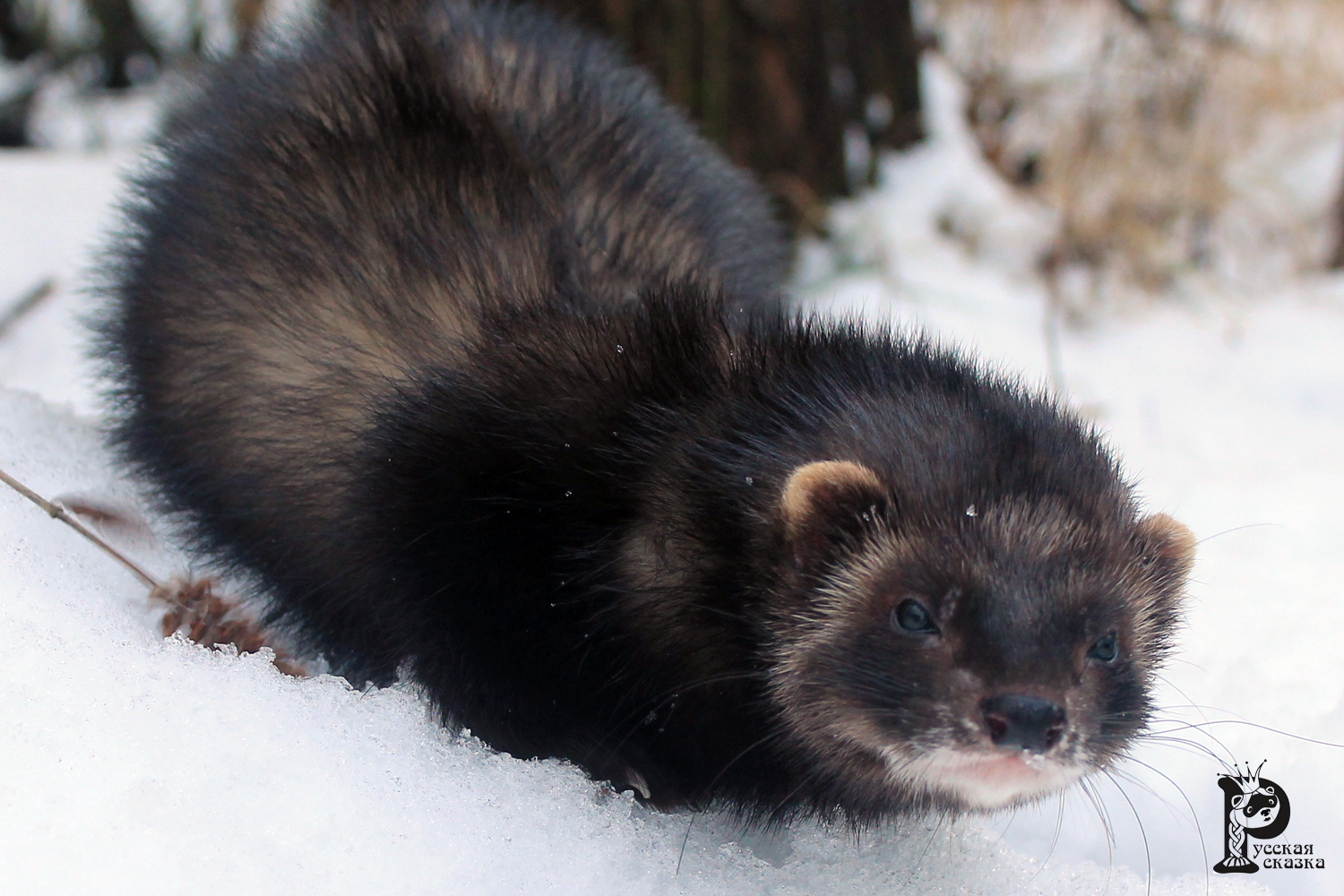 Best ferrets from Russia
