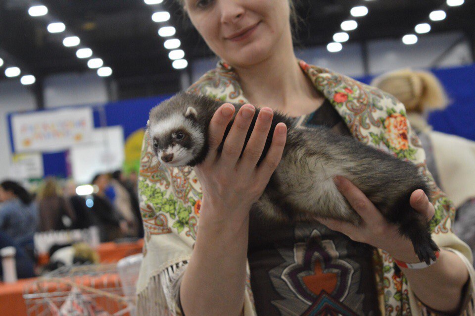 Best ferrets from Russia