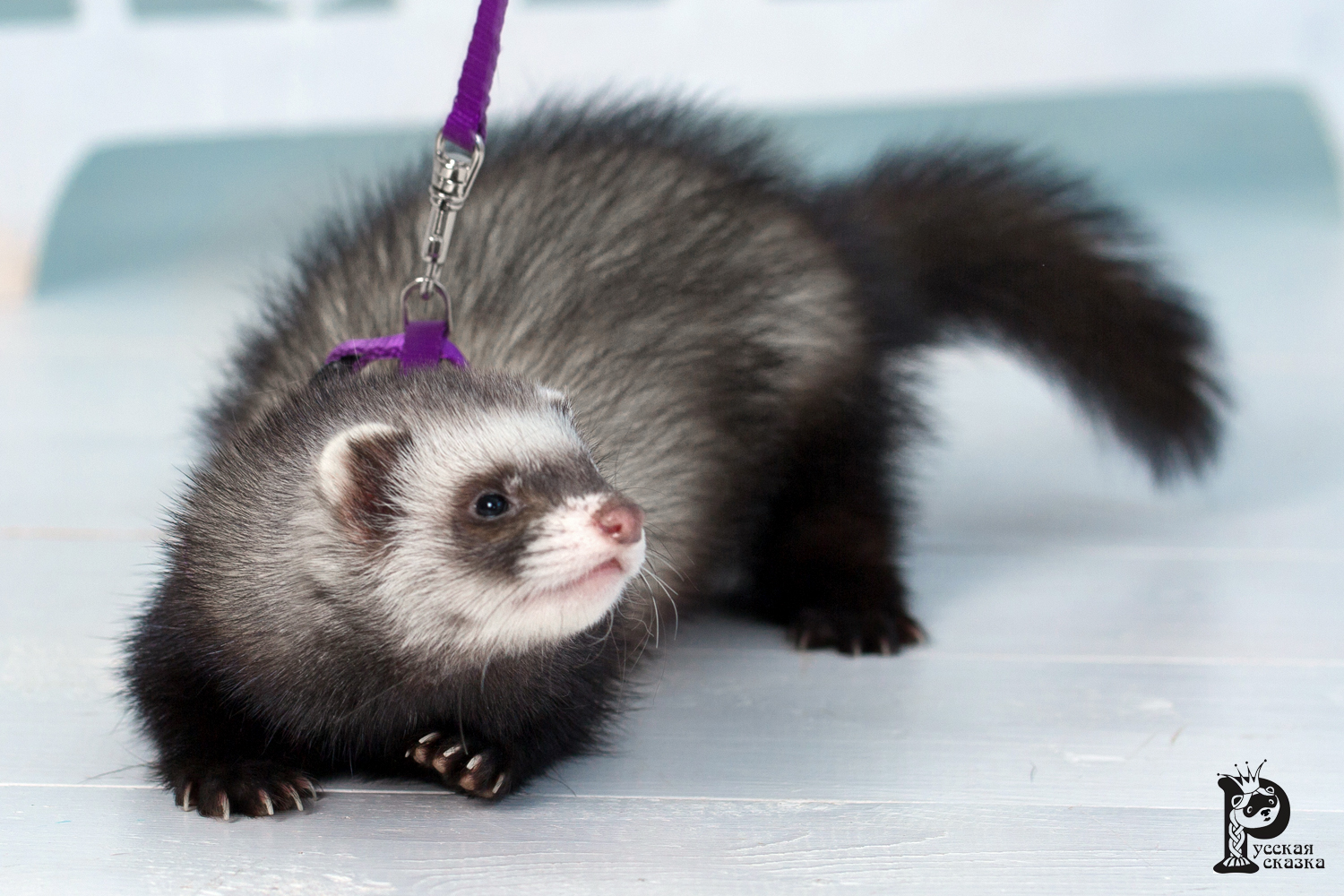 Best ferrets from Russia