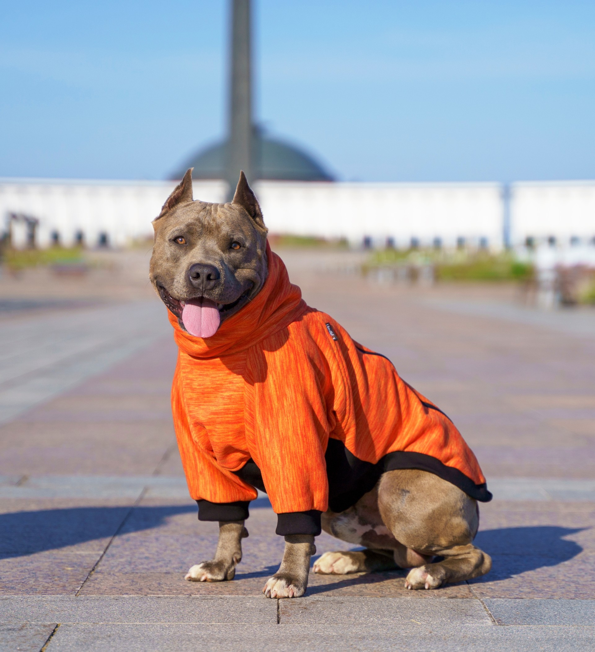 Staffordshire terrier Clothes