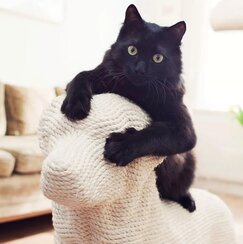 Удаление запаха кошачьей мочи, удаление запаха и меток кошки, удаление запаха шерсти кошки; удаление запаха кошачьих фекалий; Удаление запаха кошки в квартире, вольере, местах содержания и выгула