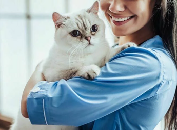 Симптомы и лечение болезней почек у кошек