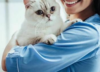 Лечение хронической почечной недостаточности у кошек