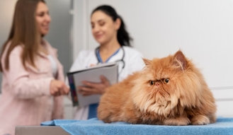 Можно ли при ХПН у кошек применять Ипакитине