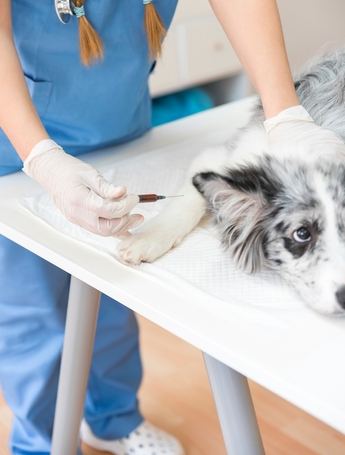 Что относится к современным методам лечения уремии: тесты и анализы