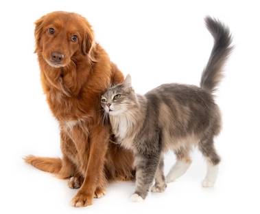 Лечение почечной недостаточности у собак и кошек