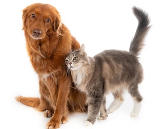 Лечение почечной недостаточности у собак и кошек