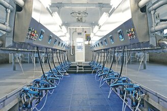 Доильный зал елочка 150 голов