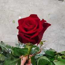 фото розы марун