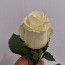 фото розы талея айвори