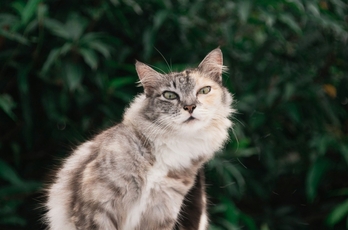 Лечение болезни почек у кошек