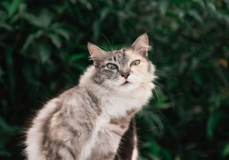 Лечение болезни почек у кошек