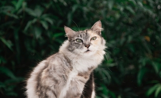 Лечение болезни почек у кошек