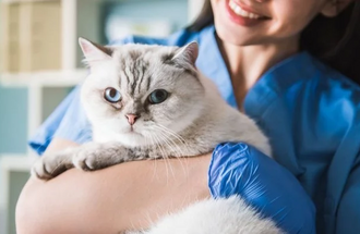 Разбираемся, какие симптомы и лечение проводится при болезни почек у кошек