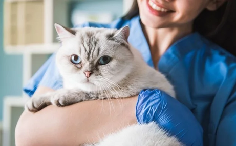 Разбираемся, какие симптомы и лечение проводится при болезни почек у кошек