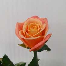 фото розы мисс пигги