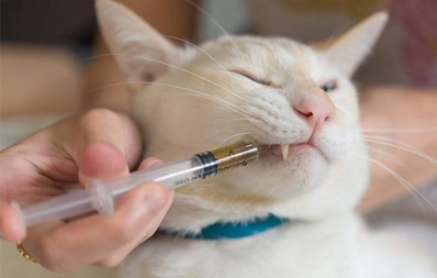 Лечить ХПН у кошек может Пронефра. Купить со склада Санкт-Петербурга