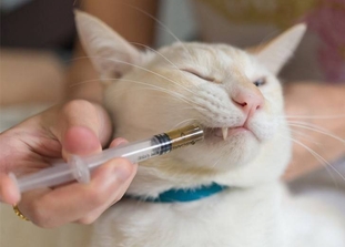 Лечить ХПН у кошек может Пронефра. Купить со склада Санкт-Петербурга