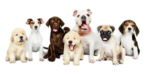 Ученые достигли высокой эффективности лекарства Веторил и минимизировали риски для животных