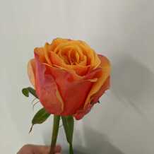 фото розы хелиан оранж