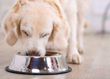 Лечение хронической почечной недостаточности у собак