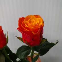 фото розы эспана