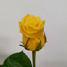 фото розы лемон