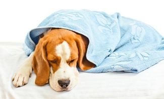 Хроническая почечная недостаточность у собак