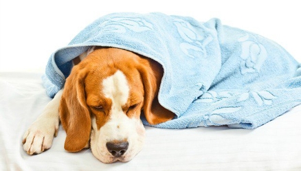 Основные признаки ХПН у собак