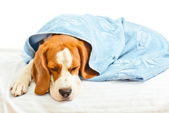 Основные признаки ХПН у собак