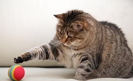 Почечная недостаточность у кошек - лечение препаратом Пронефра