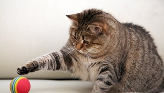 Почечная недостаточность у кошек - лечение препаратом Пронефра