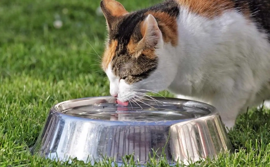 Оценка функционального состояния почек у кошек. | Заказать Пронефра на сайте аптеки