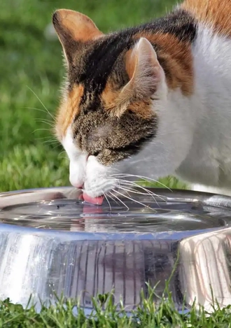 Оценка функционального состояния почек у кошек. | Заказать Пронефра на сайте аптеки