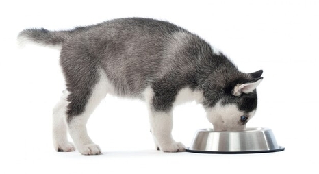 Покупка Ипакитине из франции на сайте IPAKITINE FRANCE с отзывами покупателей