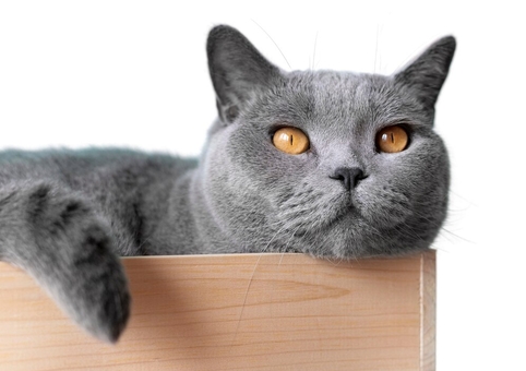 Ипакитине для кошек и собак с хронической почечной недостаточностью (ХПН)