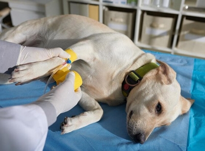 Особенности ухода за котами и собаками при лечении ХПН Ипакитине