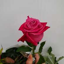 фото розы космик