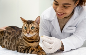 Как без стресса дать лекарство кошки при ХПН?