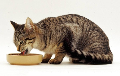 Несоблюдение рекомендаций относительно питания