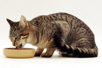 Несоблюдение рекомендаций относительно питания