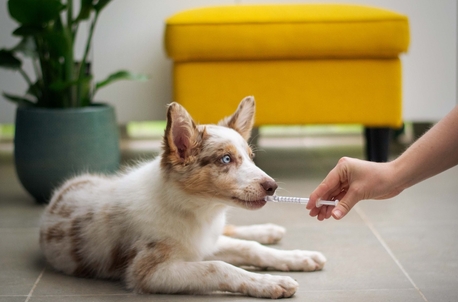 Пронефра способ применения