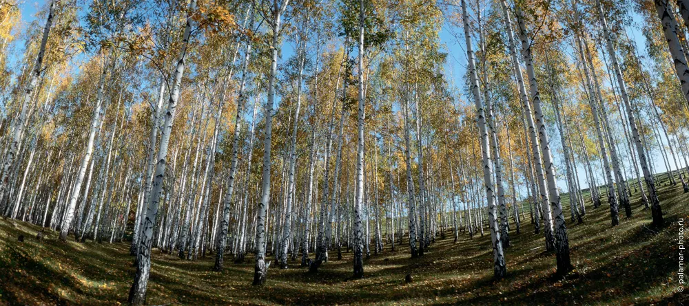 Натюрморт А. Паламарь. Тирасполь