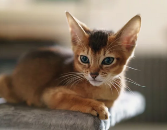 ЛЕЧЕНИЕ ЛИШАЯ У КОШЕК В ДОМАШНИХ УСЛОВИЯХ