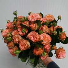 фото розы спрей Мадам Бомбастик