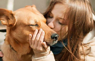 Ипакитине для собак с диагнозом ХПН: что важно знать хозяину